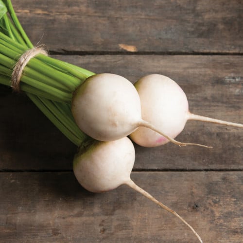 بذرة شمندر افلانتشي