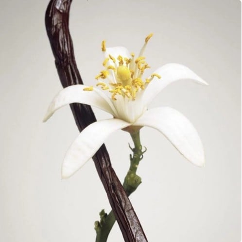 زيت عطري برائحة الفانيلا