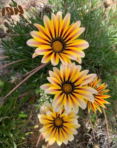 بذور زهرة الجازانيا ألوان متعددة (Gazania)