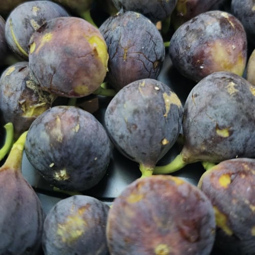 حماط سكري طائفي كرتون