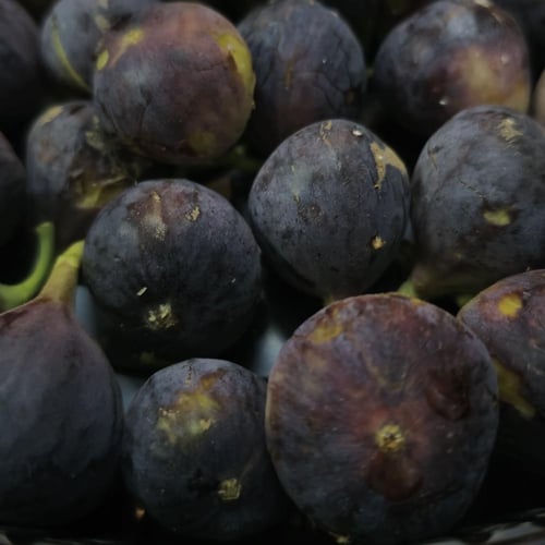 حماط سكري طائفي كرتون