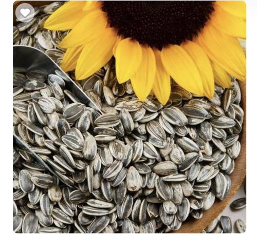 حب شمسي ربع كيلو