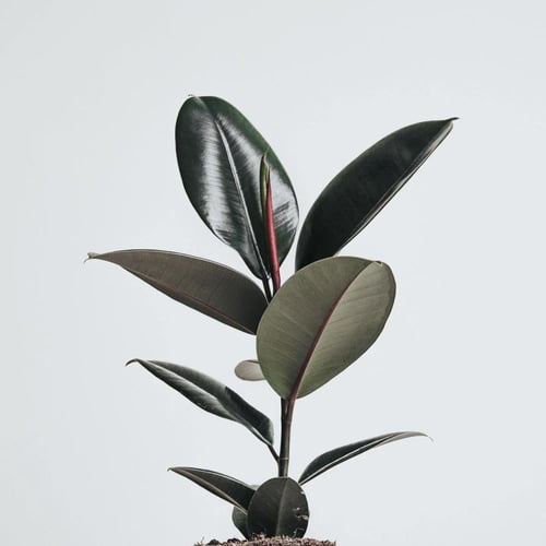 فيكس مطاط اخضر (Ficus Robusta)