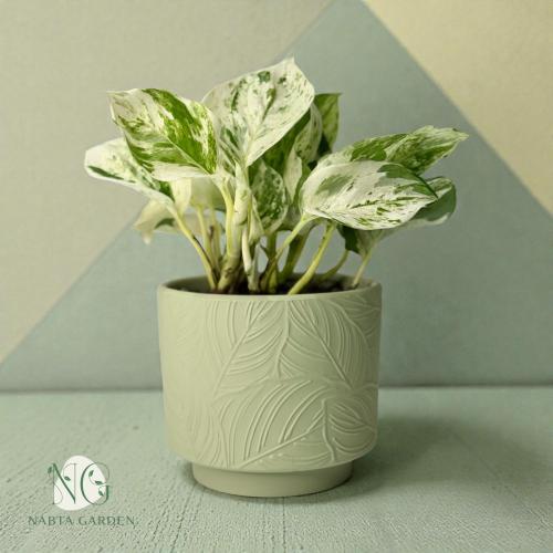 بوتس مانجولا في اصيص اخضر بنقش ورق شجر