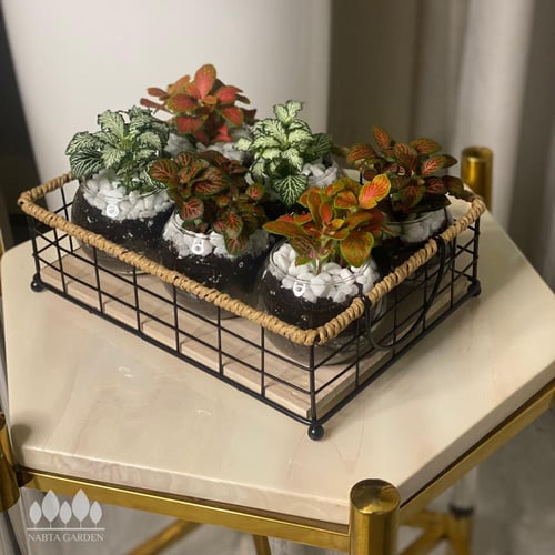 شتلات توزيعات فيتونيا 6 شتلات مجهزة بفازة زجاج