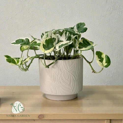 بوتس انجوي في أصيص سيراميك بيج بنقش ورق شجر