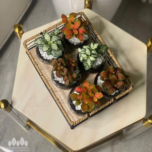 شتلات توزيعات فيتونيا 6 شتلات مجهزة بفازة زجاج