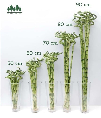 ساق البامبو ارتفاع 90 سم