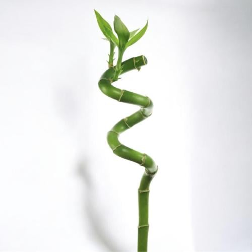 ساق البامبو ارتفاع 90 سم