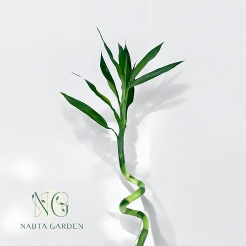 ساق البامبو تايلاندي ملتف 120 cm