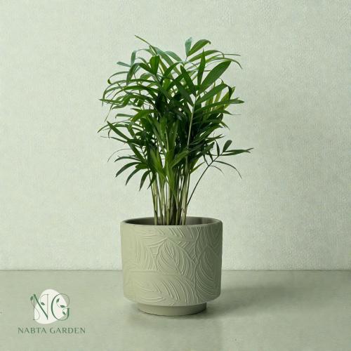 نخيل شمادوريا صغير في اصيص سيراميك اخضر نقشة ورق ش...