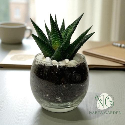 حوراء القصر في اصيص دائري زجاجي مزين باحجار بيضاء