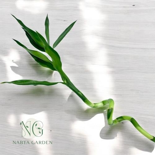 ساق البامبو تايلاندي ملتف 120 cm