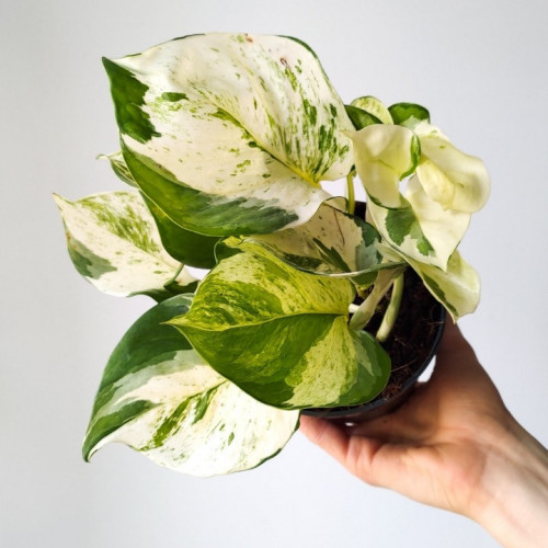 بوتس مانجولا