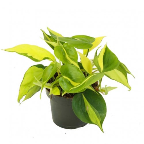 كرمة المحبوب برازيلي