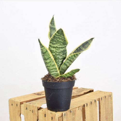 نبتة السانسيفيريا صغير (Sansevieria trifasciata)