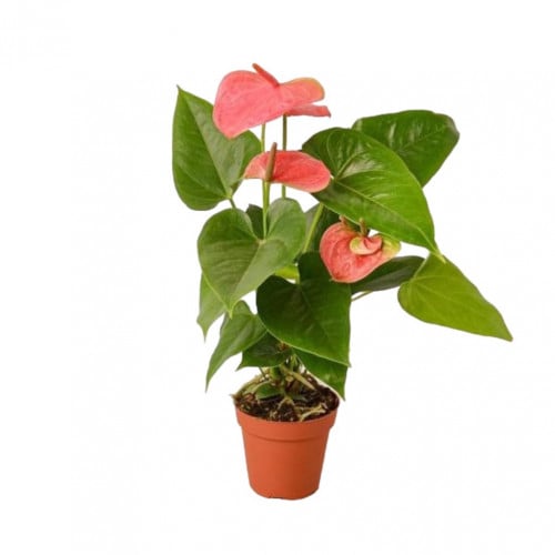 انتوريوم وردي صغير ارتفاع 30 سم (Anthurium)