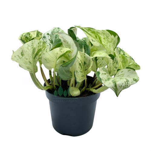 بوتس مانجولا