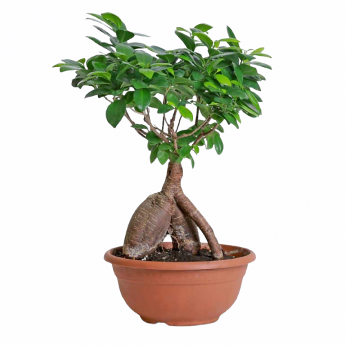 نبتة بونساي 30 سم (Bonsai)