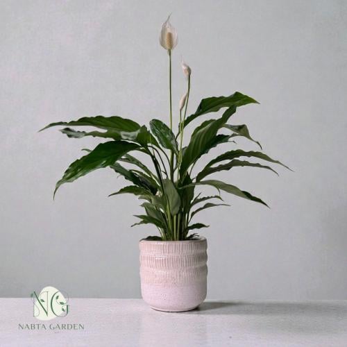 الاشرعة البيضاء في اصيص سيراميك ابيض مبروم