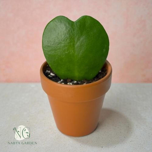 قلب هويا في اصيص فخار صغير