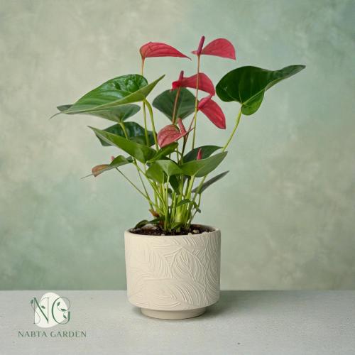 انتوريوم وردي في اصيص سيراميك بيج بنقش ورق شجر