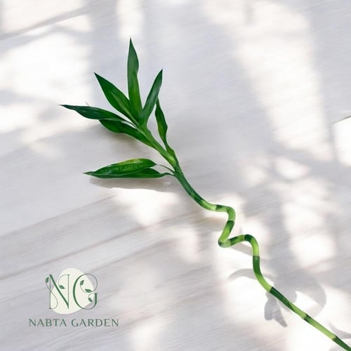 ساق البامبو تايلاندي ملتف 120 cm