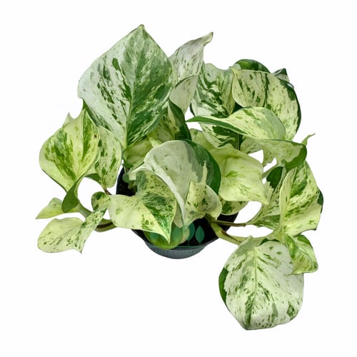 بوتس مانجولا