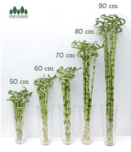 ساق البامبو ارتفاع 50 سم