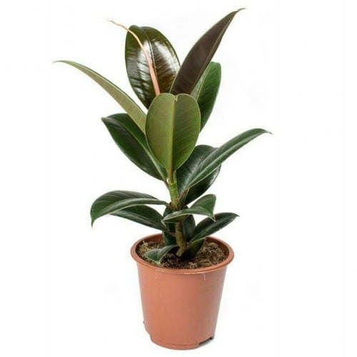 فيكس مطاط اخضر (Ficus Robusta)