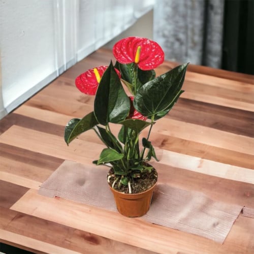 انتوريوم احمر صغير ارتفاع 30 سم (Anthurium)