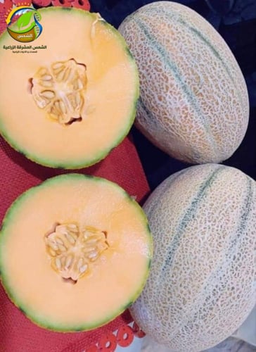 شمام لانا F1 هجين 1000بذرة