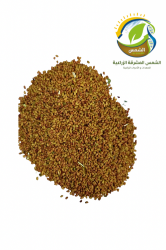 بذور برسيم حساوي معمر 1 كيلو