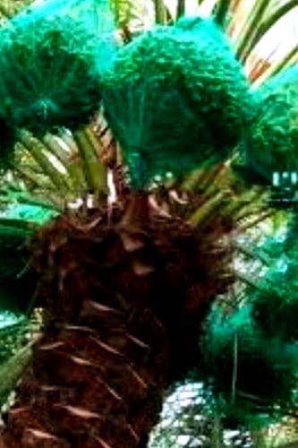 شبك التمور و العنب للتغطية