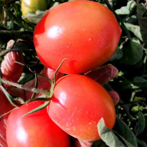 علبة بذور طماطم بريدالي 5000 بذرة هجين