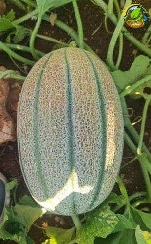 شمام لانا F1 هجين 1000بذرة