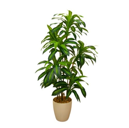 سجرة اليوكا