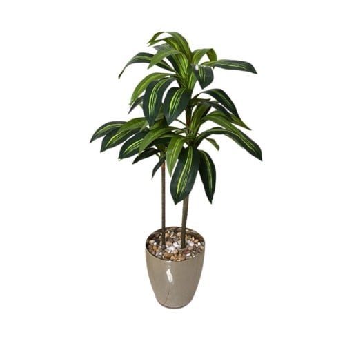 سجرة اليوكا