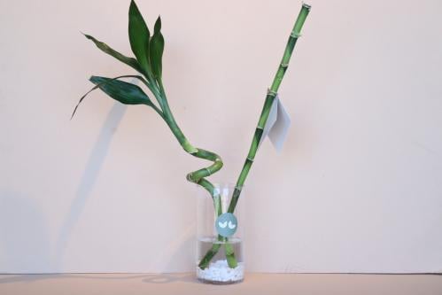 فازه البامبو