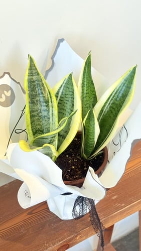 جلد النمر ميني