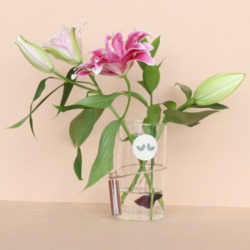 فازه الكازا الهولندي مع سمك الفايتر