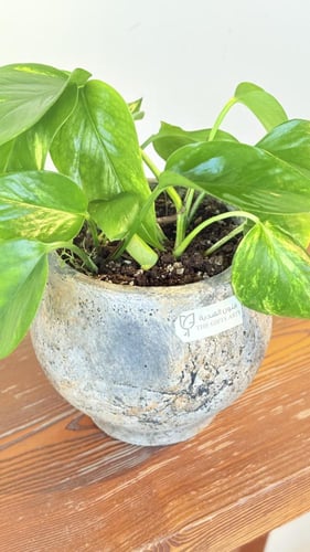 نبات البوتس