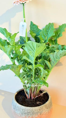 شلتة الجاربيرا الداخلية