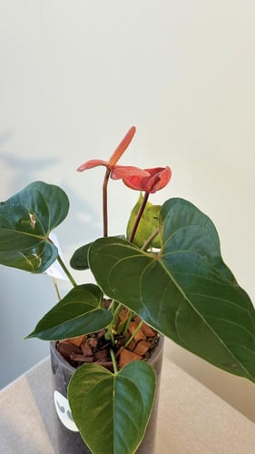 نبات الآنثوريوم