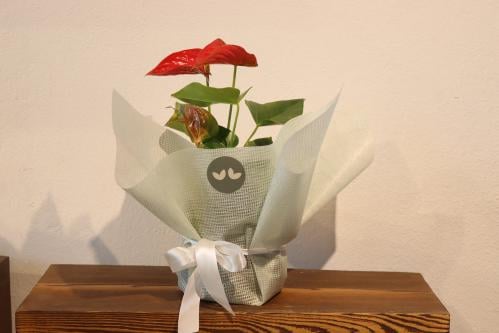 نبات الانثوريوم بتغليف راقي