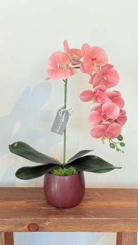 فازة الآوركيد