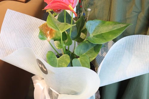 نبات الانثوريوم بتغليف راقي