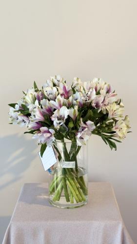 فازة الاستروميريا الدبل كلر