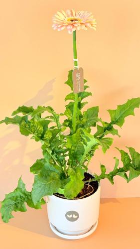 شتلة الجاربيرا الداخلية