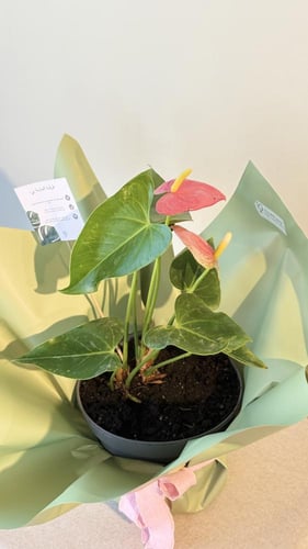 نبات الآنثوريوم الوردي